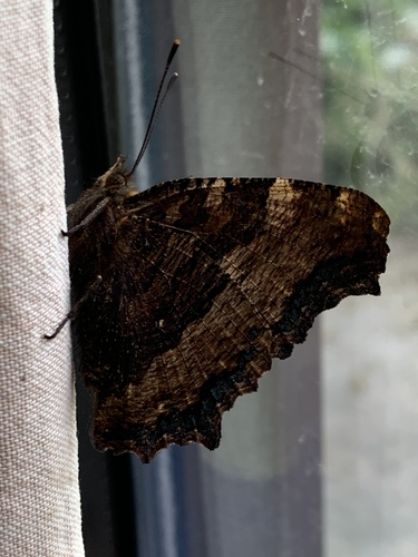Large Tortoiseshell
