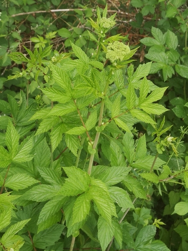 Meadowsweet