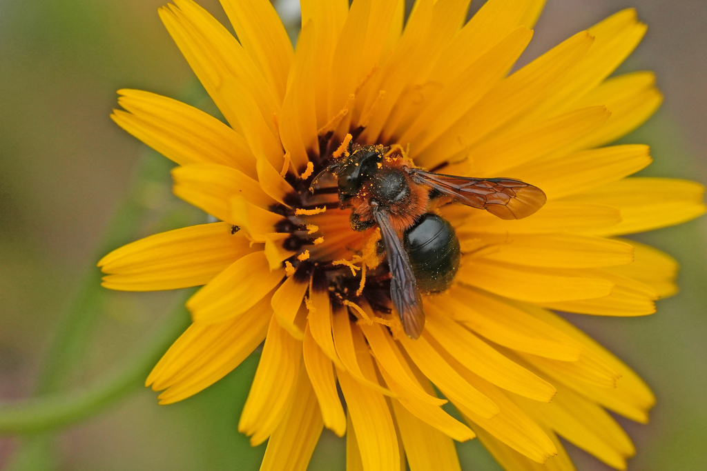 Andrena discors