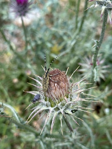 Agapanthia dahlii