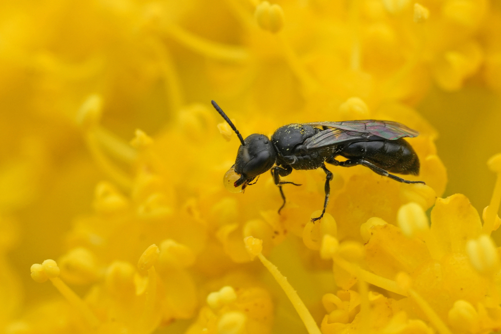Hohmann's Masked Bee