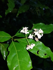 Mespilodaphne veraguensis