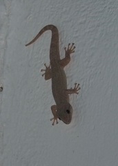 Phyllodactylus reissii