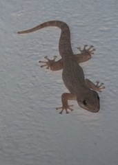 Phyllodactylus reissii