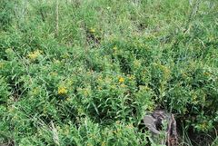 Pentanema germanicum