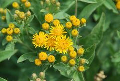 Pentanema germanicum