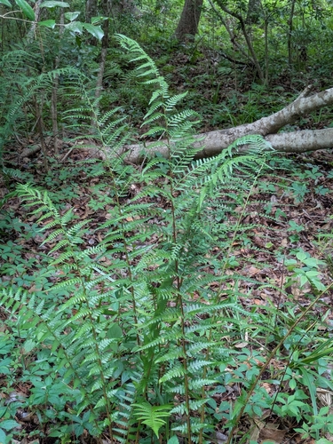 Dryopteris ludoviciana, 2026-05-31