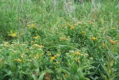 Pentanema germanicum