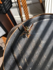 Polistes fuscatus