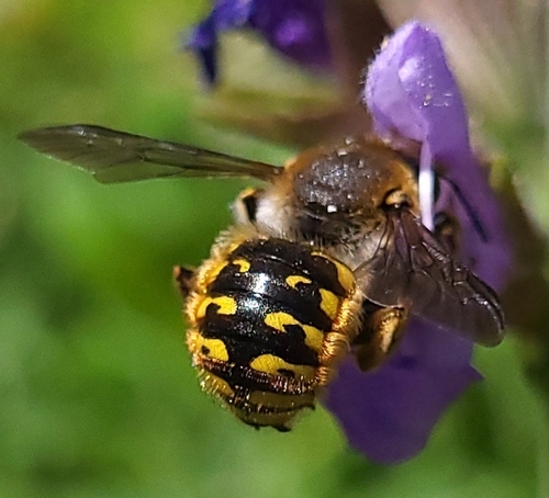 European Woolcarder Bee