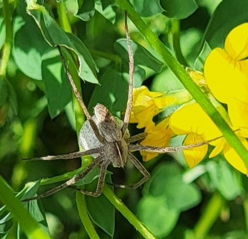 European Nursery Web spider