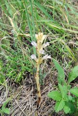 Phelipanche arenaria