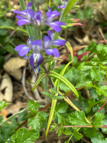 Collinsia concolor, photograph 5