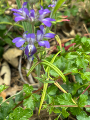 Collinsia concolor, photograph (c) Kylie Etter, some rights reserved (CC BY)