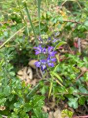 Collinsia concolor, photograph (c) Kylie Etter, some rights reserved (CC BY)