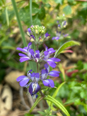 Collinsia concolor, photograph (c) Kylie Etter, some rights reserved (CC BY)