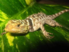 Sceloporus serrifer