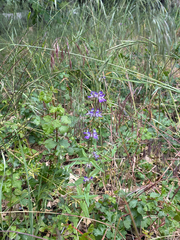 Collinsia concolor, photograph (c) Kylie Etter, some rights reserved (CC BY)