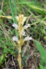 Phelipanche arenaria