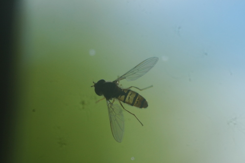 Marmalade Hover Fly