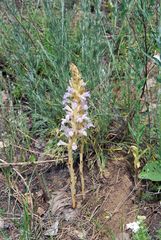 Phelipanche arenaria