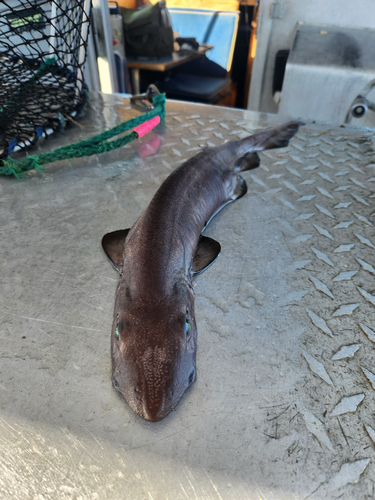 Brown cat shark (Apristurus brunneus) — Scyliorhinidae