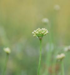Allium flavescens