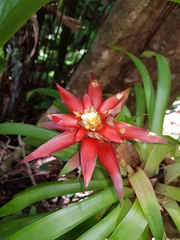Guzmania lingulata