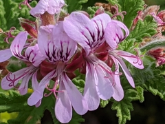 Pelargonium quercifolium
