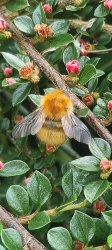 Common Carder Bumble Bee