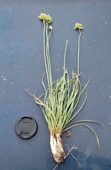 Allium flavescens