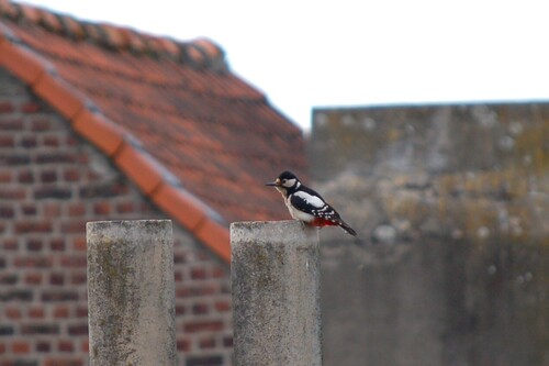 Great Spotted Woodpecker
