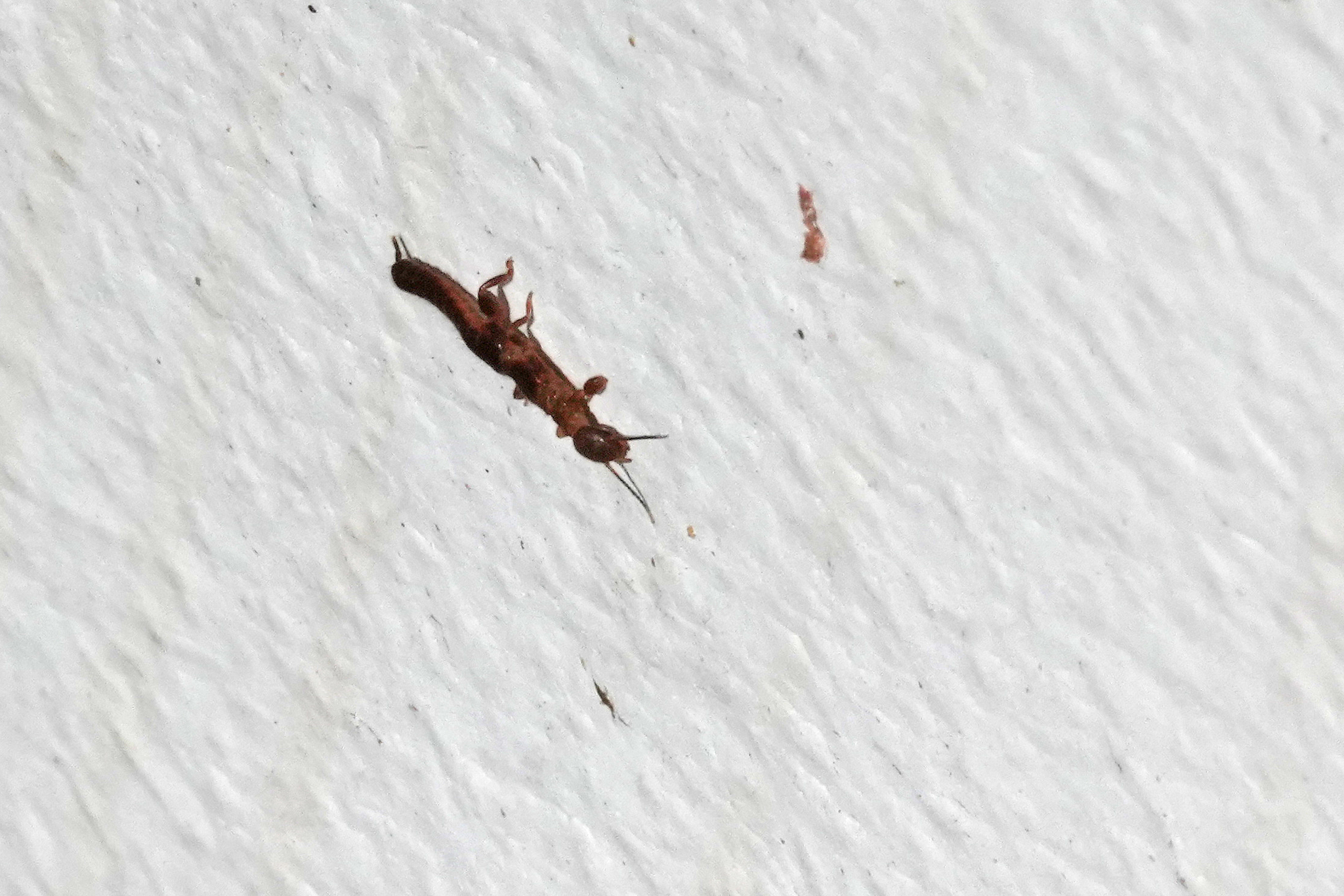 Haploembia solieri