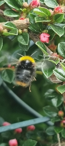 Early Bumble Bee