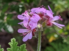 Pelargonium quercifolium