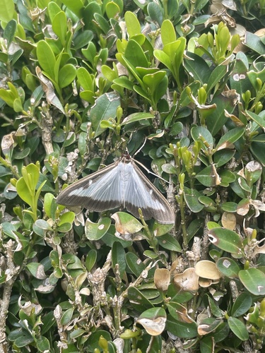 Box Tree Moth