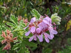 Pelargonium quercifolium