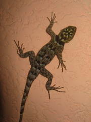 Sceloporus serrifer