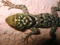 Sceloporus serrifer