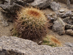 Copiapoa humilis variispinata