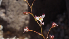 Nemacladus orientalis