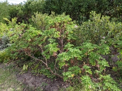Pelargonium quercifolium