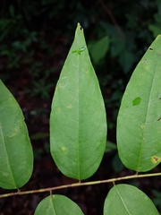 Phyllanthus skutchii