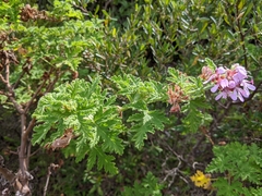 Pelargonium quercifolium