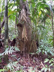 Pseudopiptadenia suaveolens