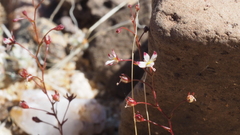 Nemacladus orientalis