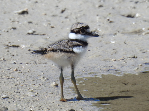 Killdeer photographed in Hawaii
