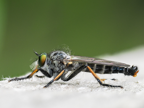 Common Awl Robber Fly