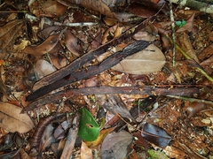 Pseudopiptadenia suaveolens