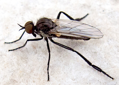 Rhamphomyia